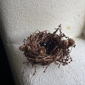 Joe Hogan Nests